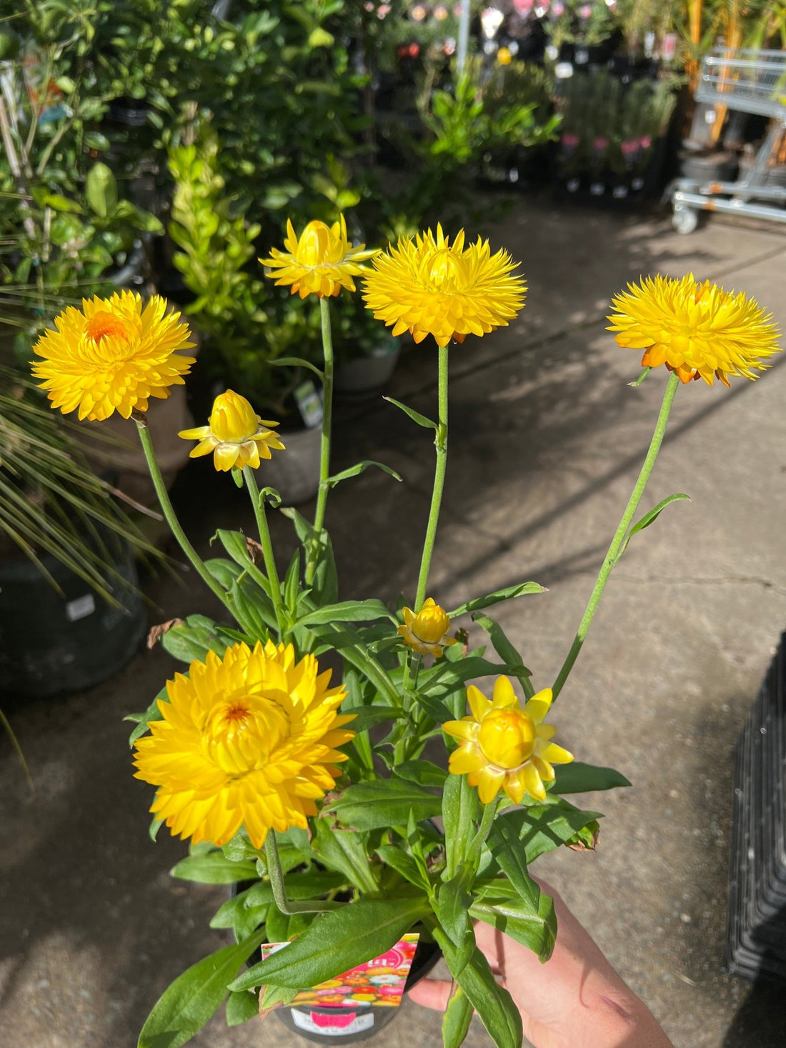 Paper Daisy 'Granvia' (Bracteantha bracteata) - Ladybird Nursery