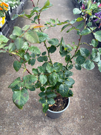 Rose 'Bridal Bouquet' (Rosa) - Ladybird Nursery
