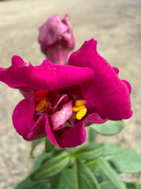 Snapdragon 'Double Violet' 10 Cell (PICK UP ONLY)
