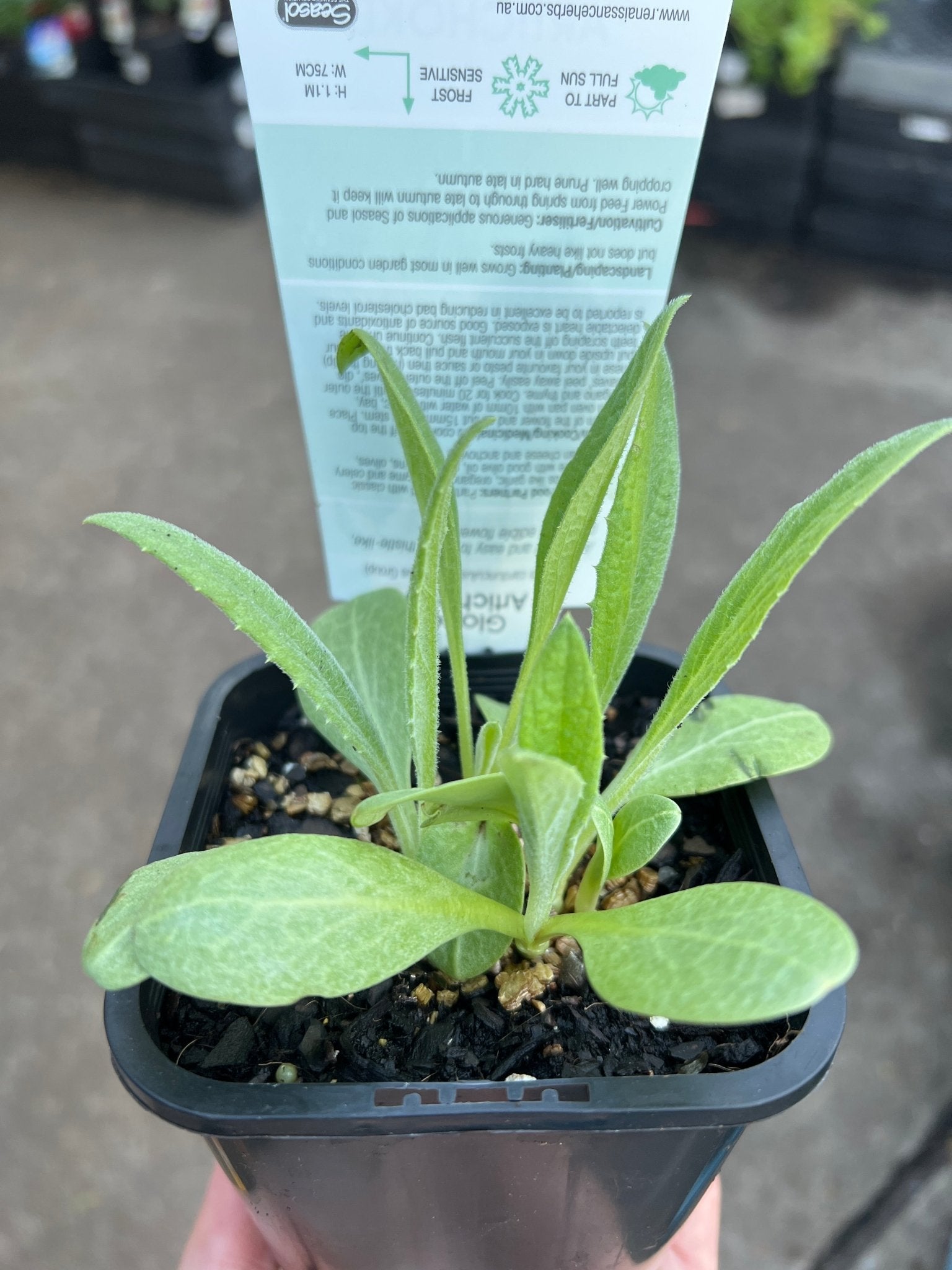 Artichoke Green (Pickup Only) - Ladybird Nursery