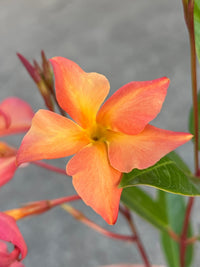 Mandevilla ‘Sun Parasol Up Orange' - Ladybird Nursery