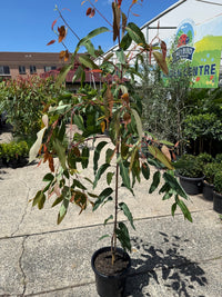 Dwarf Eucalyptus ‘Summer Red’ (Corymbia ficifolia) 300mm Pot (PICKUP ONLY) - Ladybird Nursery