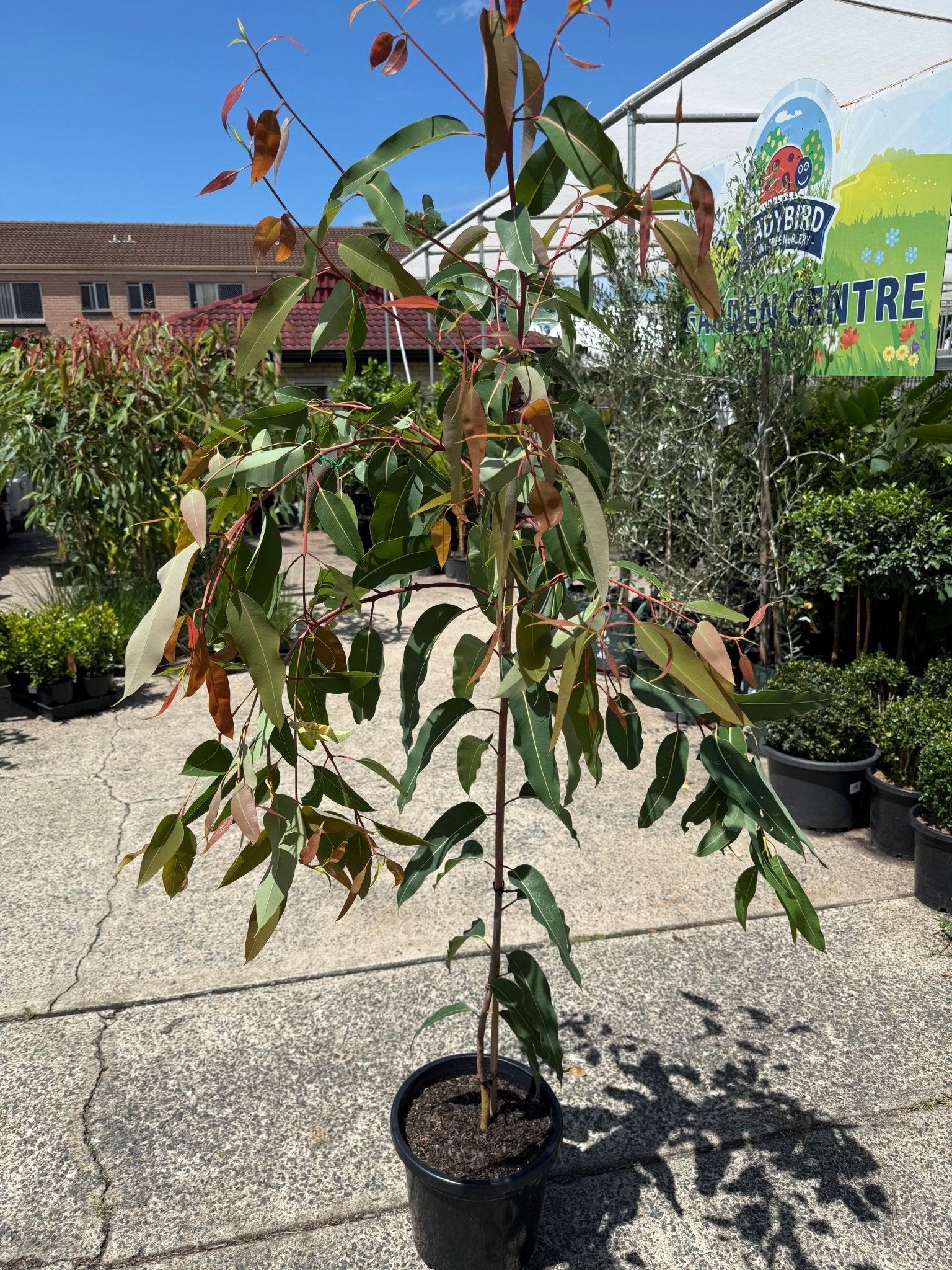 Dwarf Eucalyptus ‘Summer Red’ (Corymbia ficifolia) 300mm Pot (PICKUP ONLY) - Ladybird Nursery