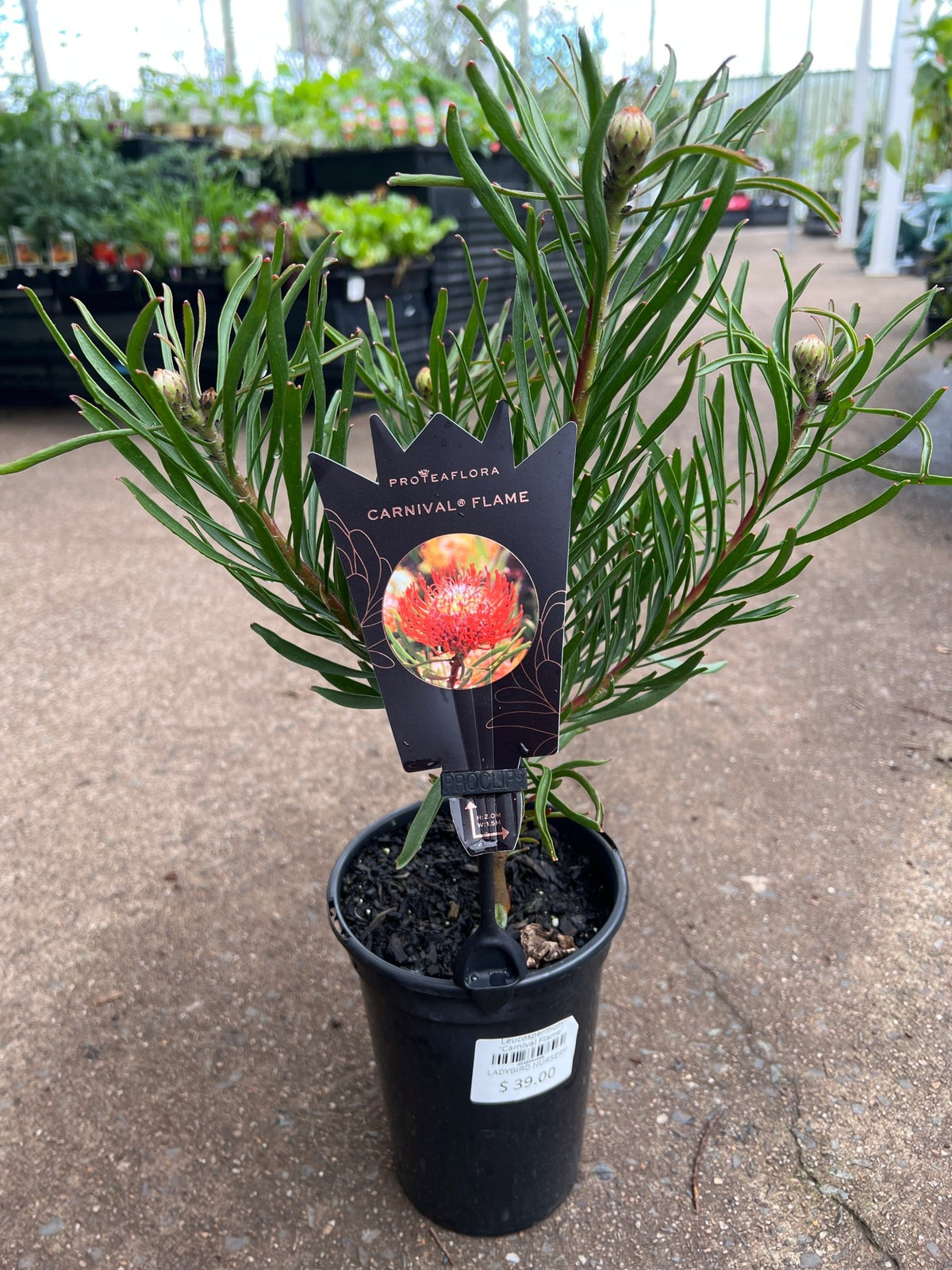 Leucospermum ‘Carnival Flame’ - Ladybird Nursery