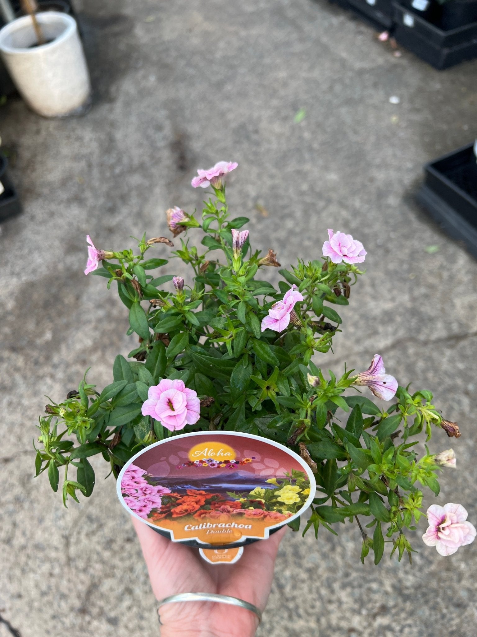 Calibrachoa 'Double Pink' - Ladybird Nursery