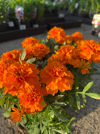 Marigold 'Orange' 10 Cell (PICK UP ONLY)
