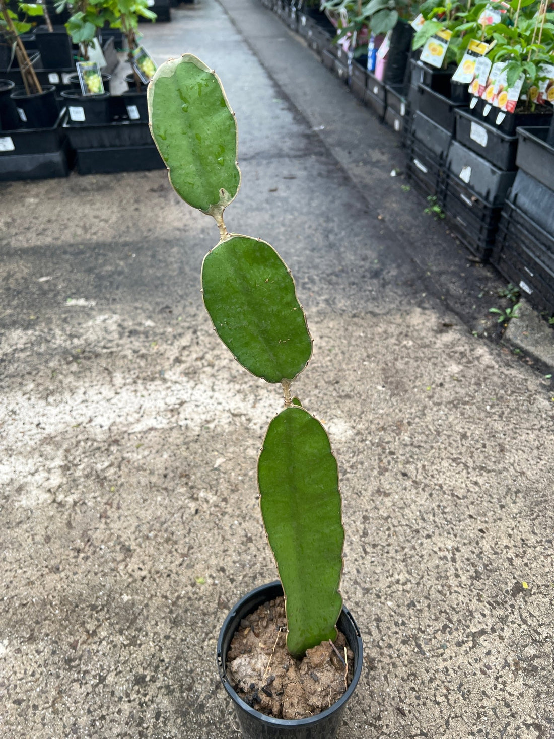 Dragon Fruit 'Big Red' - Ladybird Nursery