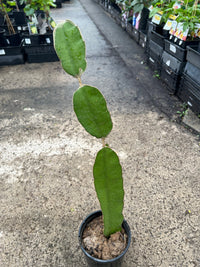 Dragon Fruit 'Big Red' - Ladybird Nursery