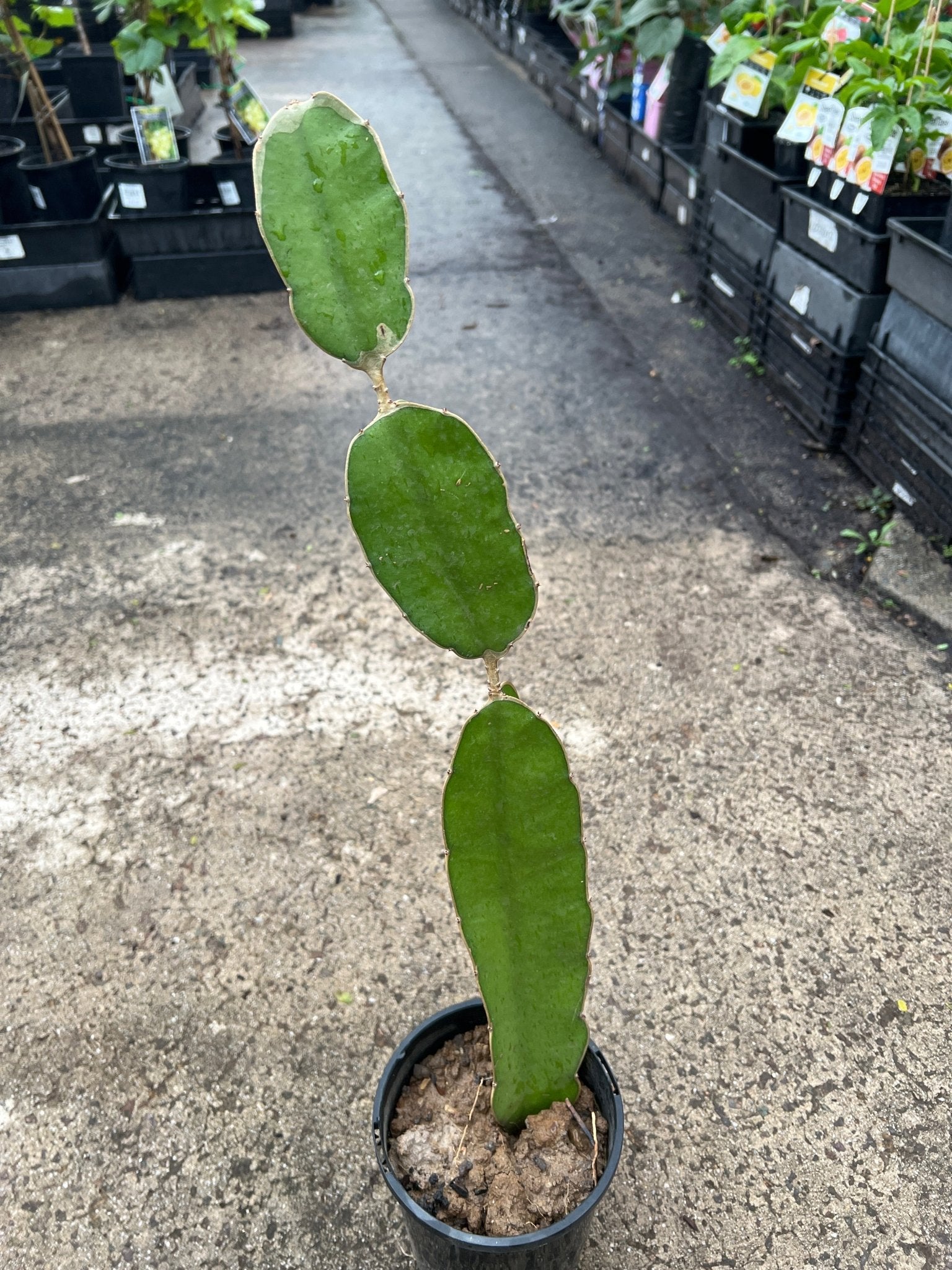 Dragon Fruit 'Big Red' - Ladybird Nursery