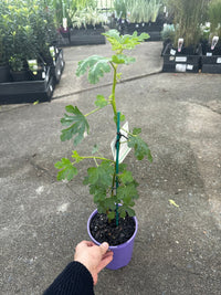 Blue Hibiscus West Coast Gem (Alyogyne huegelii) - Ladybird Nursery