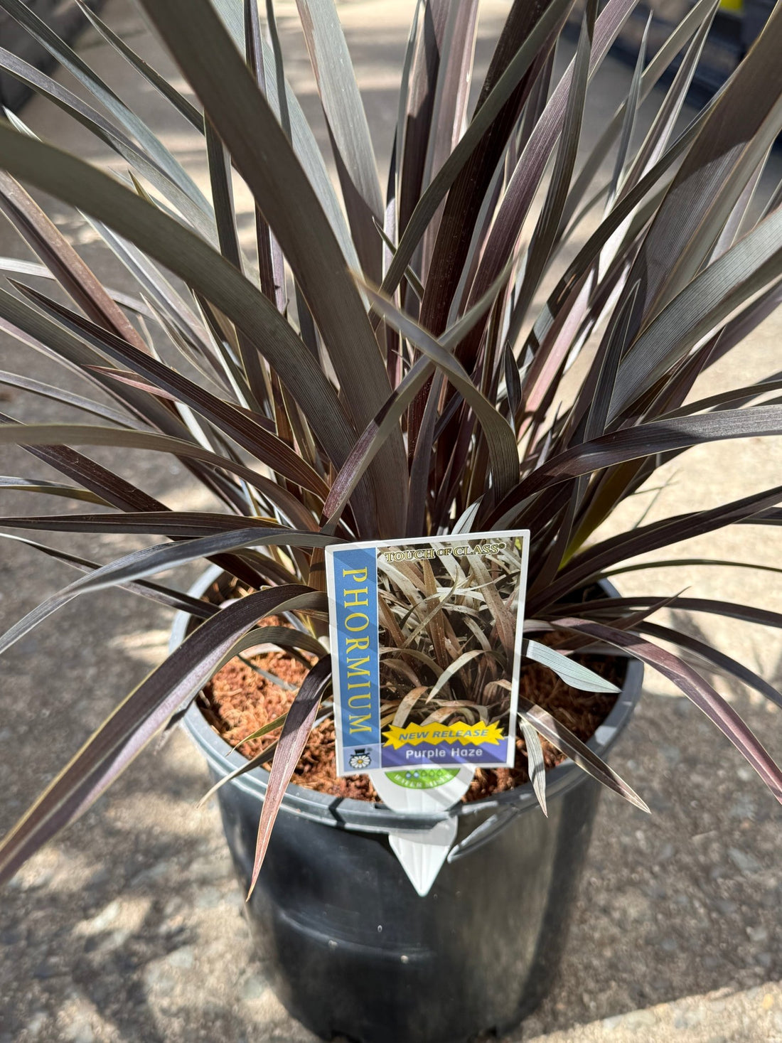 Phormium 'Purple Haze' - Large - Ladybird Nursery