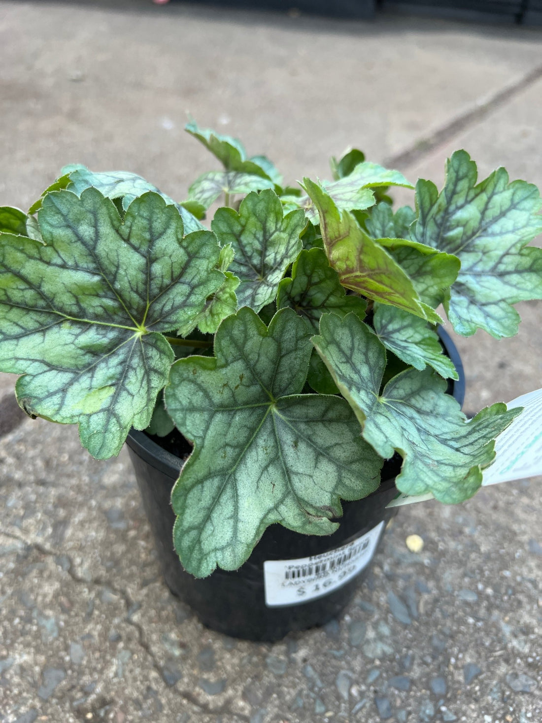 Heuchera 'Peppermint Spice' - Ladybird Nursery