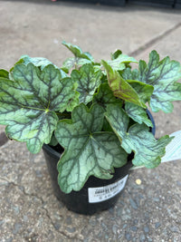 Heuchera 'Peppermint Spice' - Ladybird Nursery