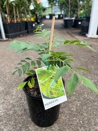 Curry Tree (Murraya koenigii) - Ladybird Nursery