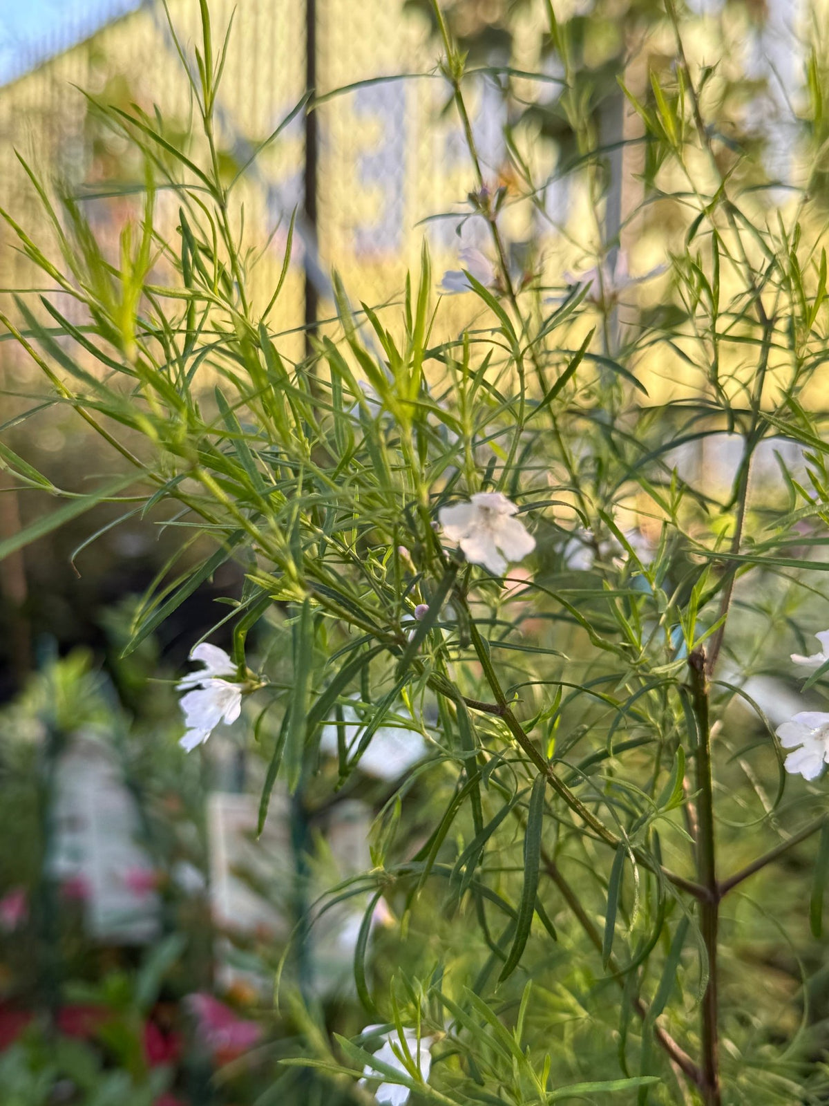 Coastal Rosemary 'Snow Flurry' (Westringia longifolia) - Ladybird Nursery