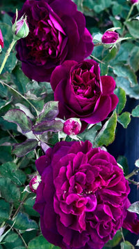Rose 'Munstead Wood' (David Austin) - Large - Ladybird Nursery