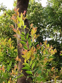 Lilly Pilly Slim Jim (Acmena smithii)