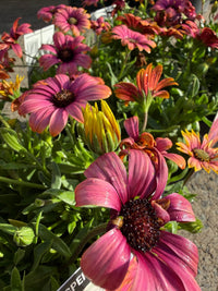 African Daisy 'Copper Amethyst' (Osteospermum) - Ladybird Nursery