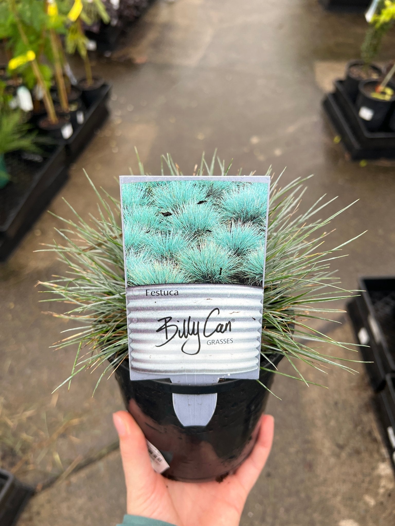 Festuca 'Beyond Blue' (Festuca glauca) - Ladybird Nursery