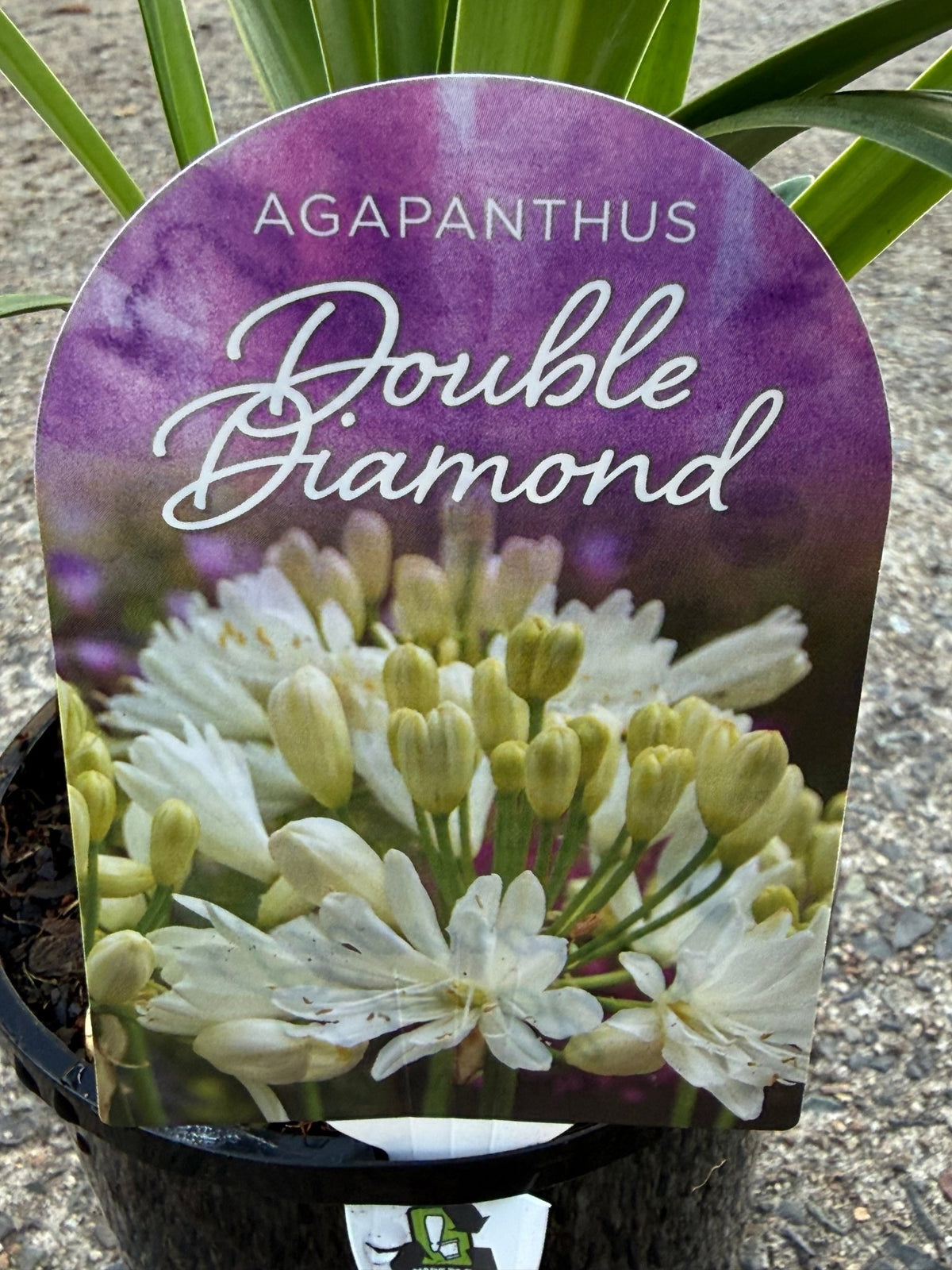 Agapanthus 'Double Diamond' - Ladybird Nursery