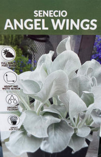 Senecio Angel Wings (Senecio candicans) - Ladybird Nursery