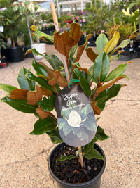 Magnolia 'Super Gem' (Magnolia grandiflora) - Large - Ladybird Nursery