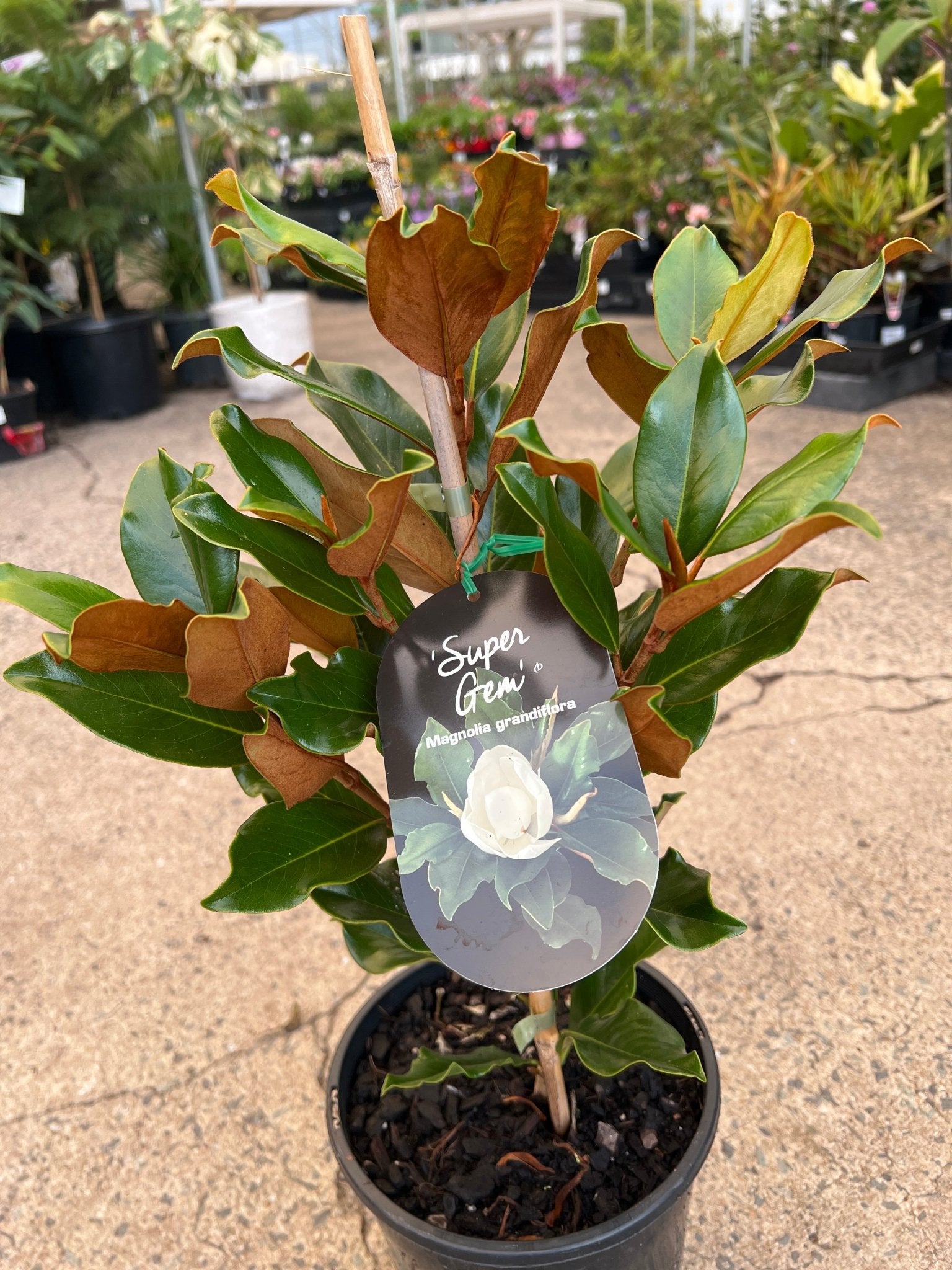 Magnolia 'Super Gem' (Magnolia grandiflora) - Large - Ladybird Nursery