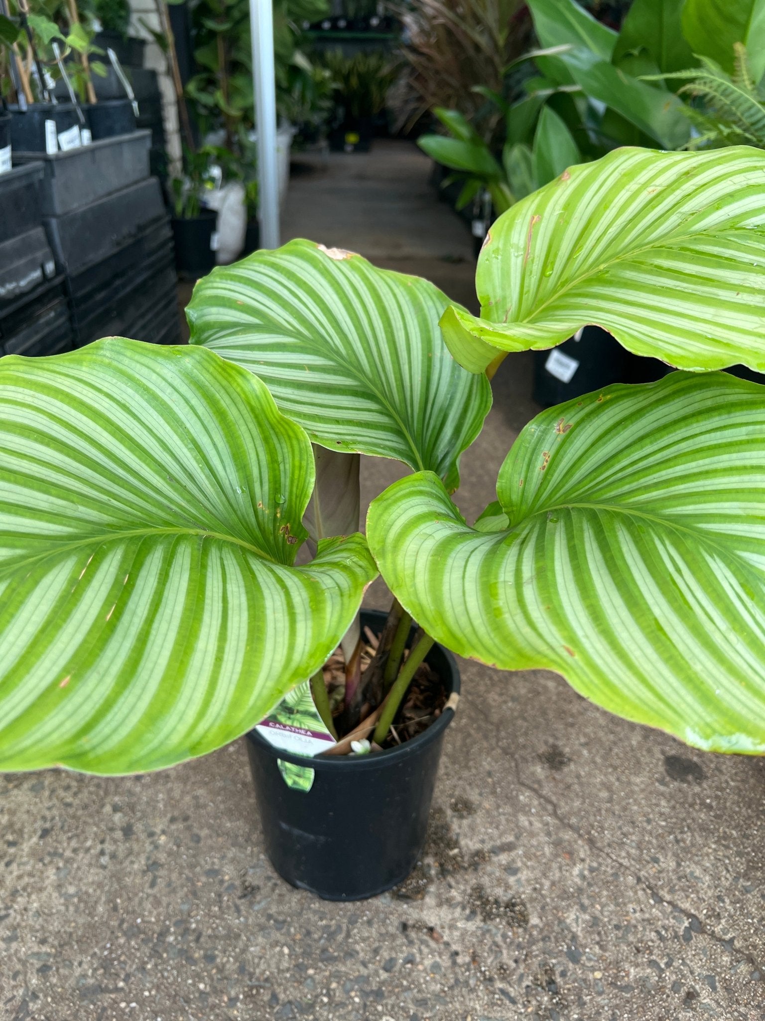 Prayer Plant (Calathea orbifolia) - Ladybird Nursery