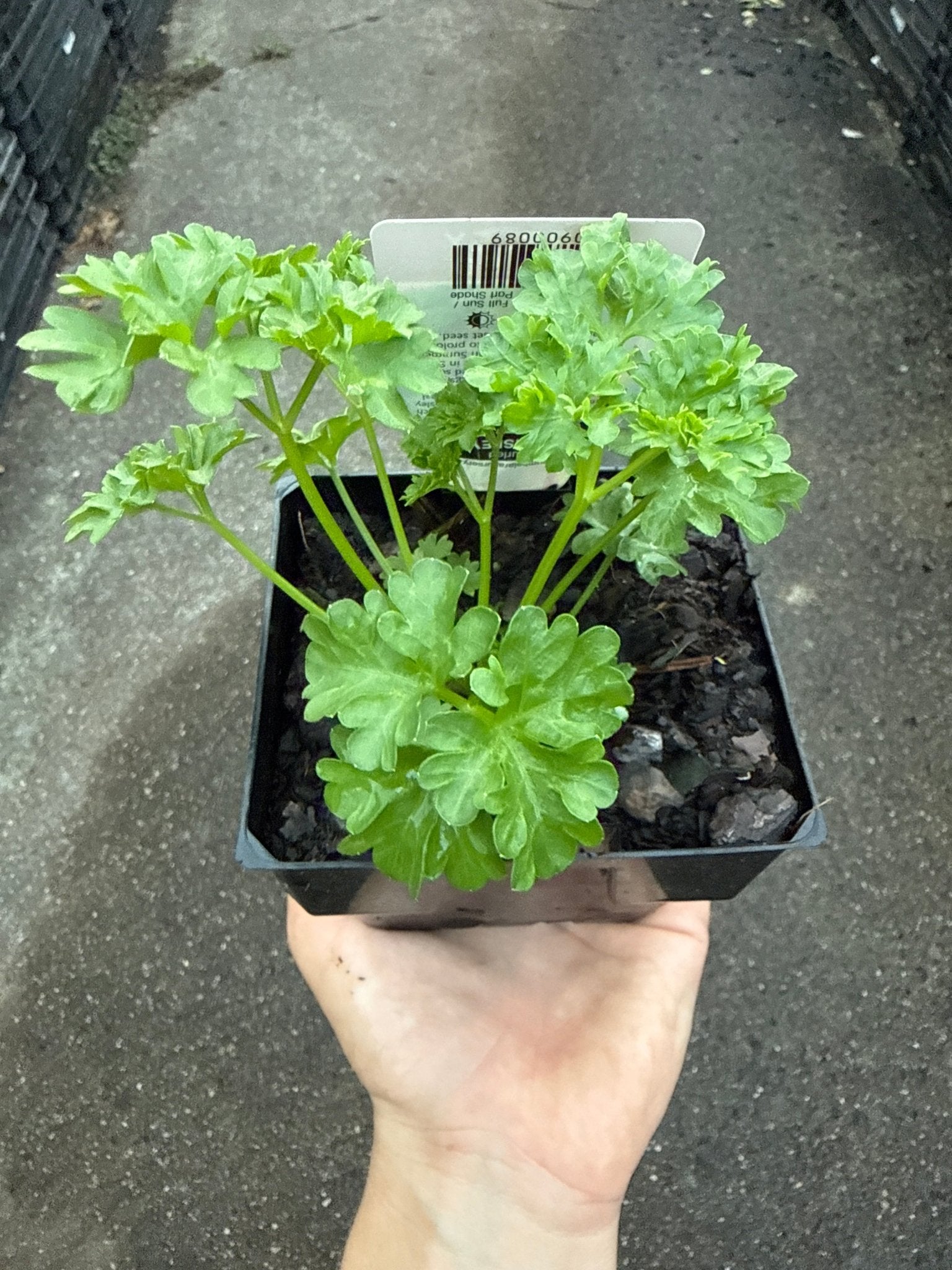 Parsley Triple Curly (Pickup Only) - Ladybird Nursery