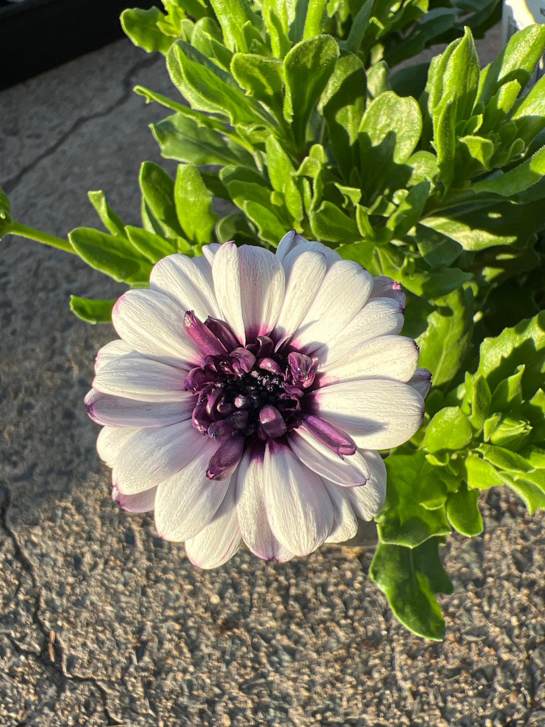 African Daisy '3D Double' (Osteospermum)