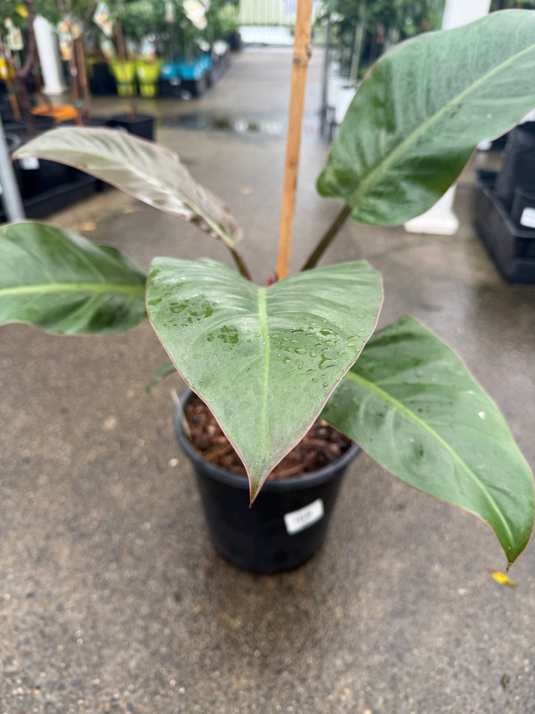 Philodendron 'Imperial Red' - Advanced (PICKUP ONLY) - Ladybird Nursery