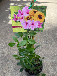 Bower Vine 'Jam Drops' (Pandorea jasminoides) - Ladybird Nursery