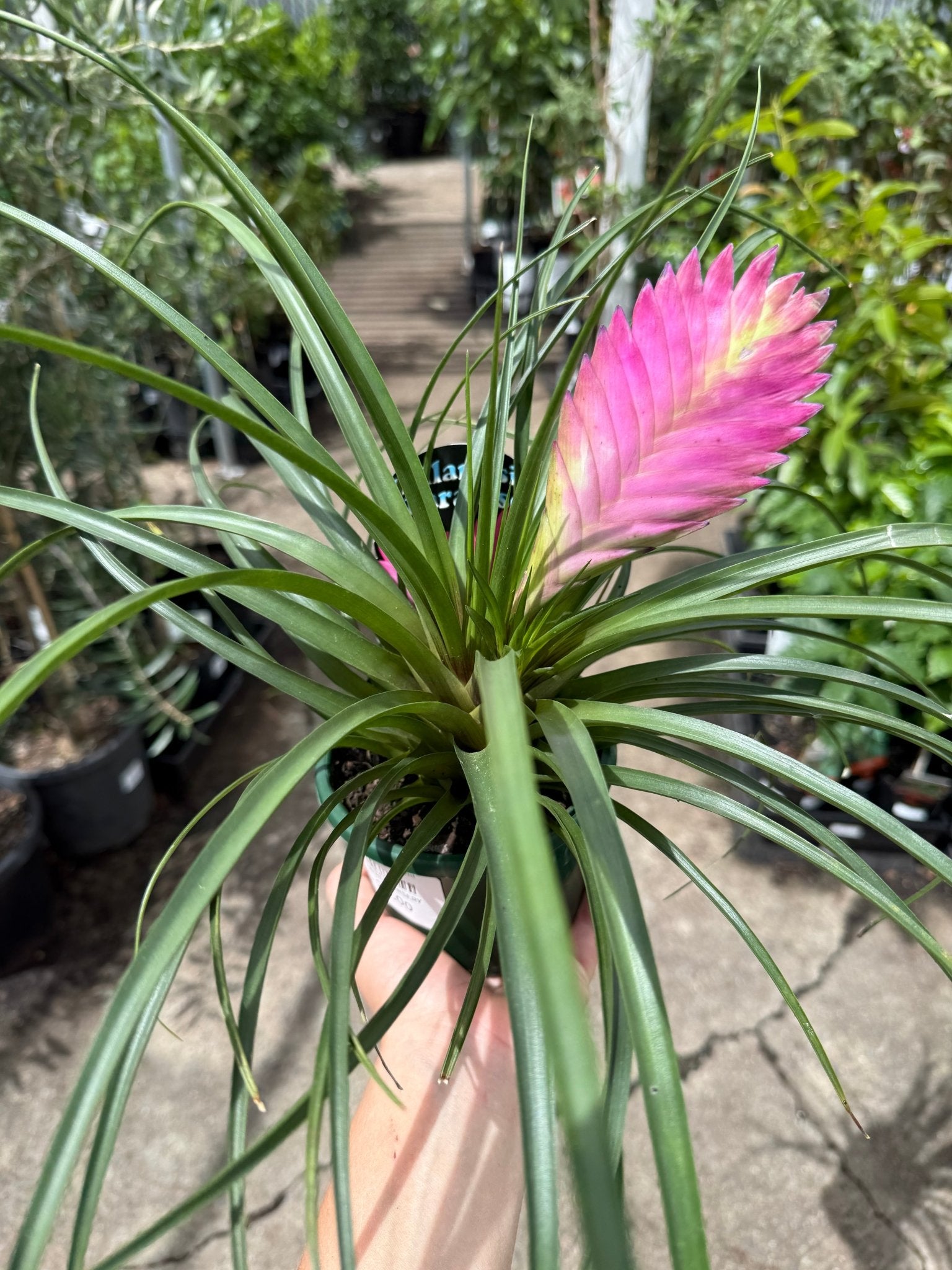 Tilandsia Pink Quill - Ladybird Nursery