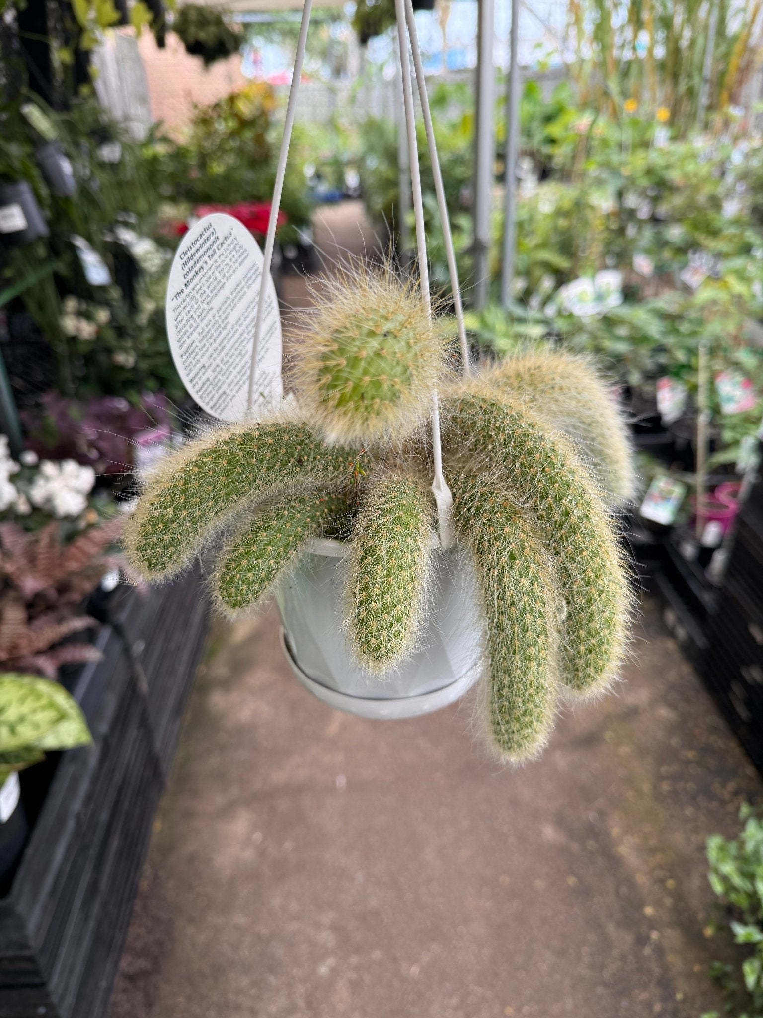 Monkey Tail Cactus in Hanger - Ladybird Nursery