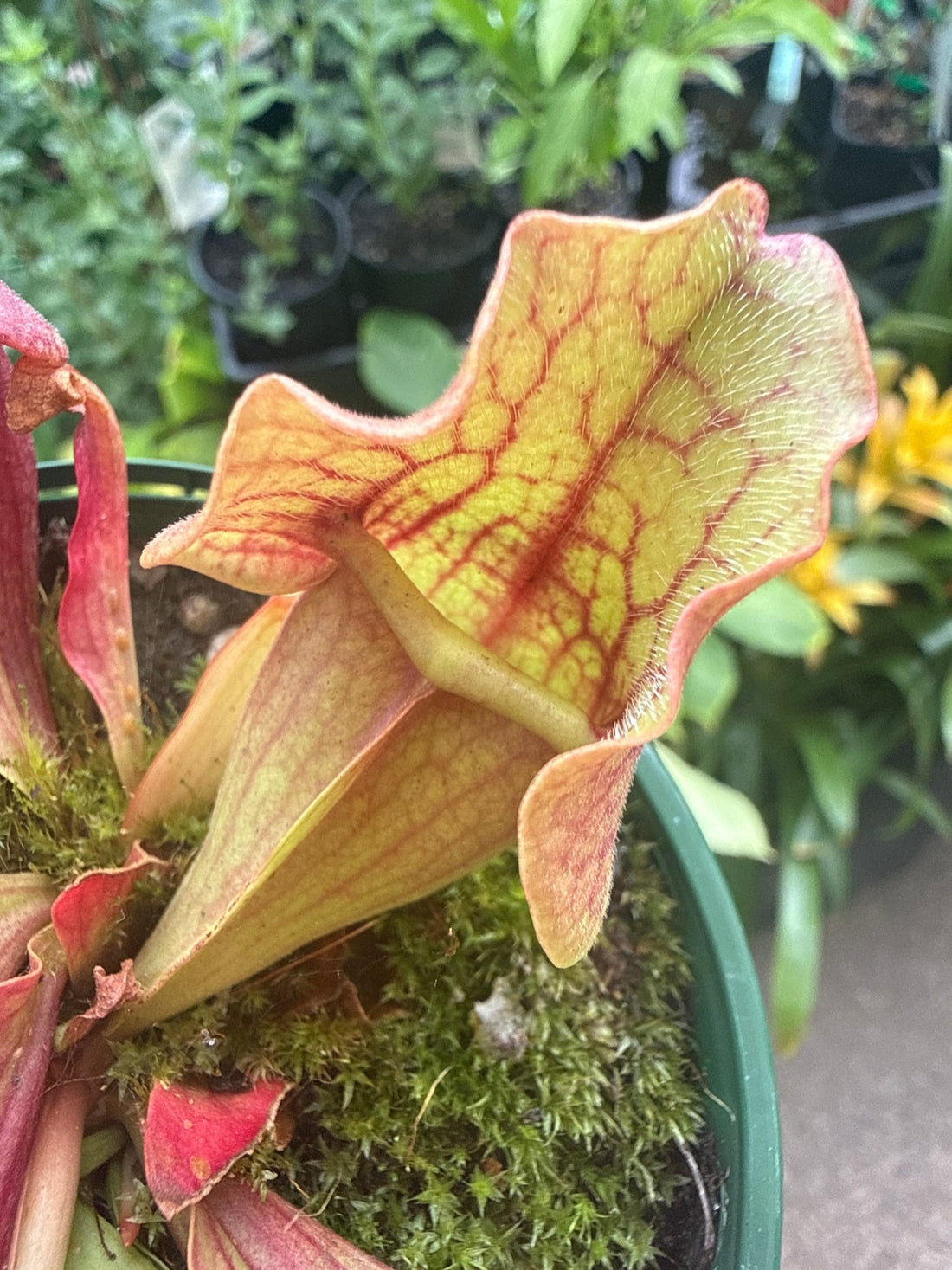 Pitcher Plant ‘purpurea’ (Sarracenia) 100mm Pot - Ladybird Nursery