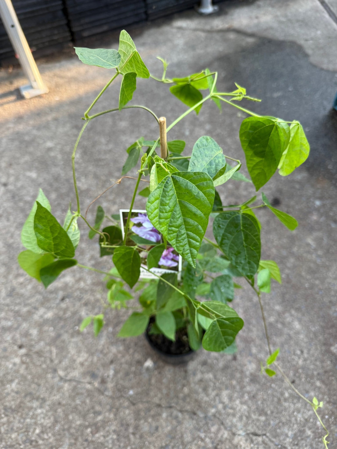 Snail Flower Vine (Cochliasanthus caracalla) - Ladybird Nursery