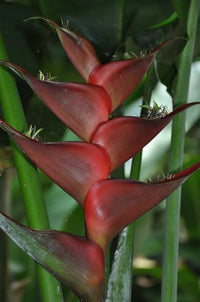 Heliconia caribaea 'Black Magic' - Ladybird Nursery