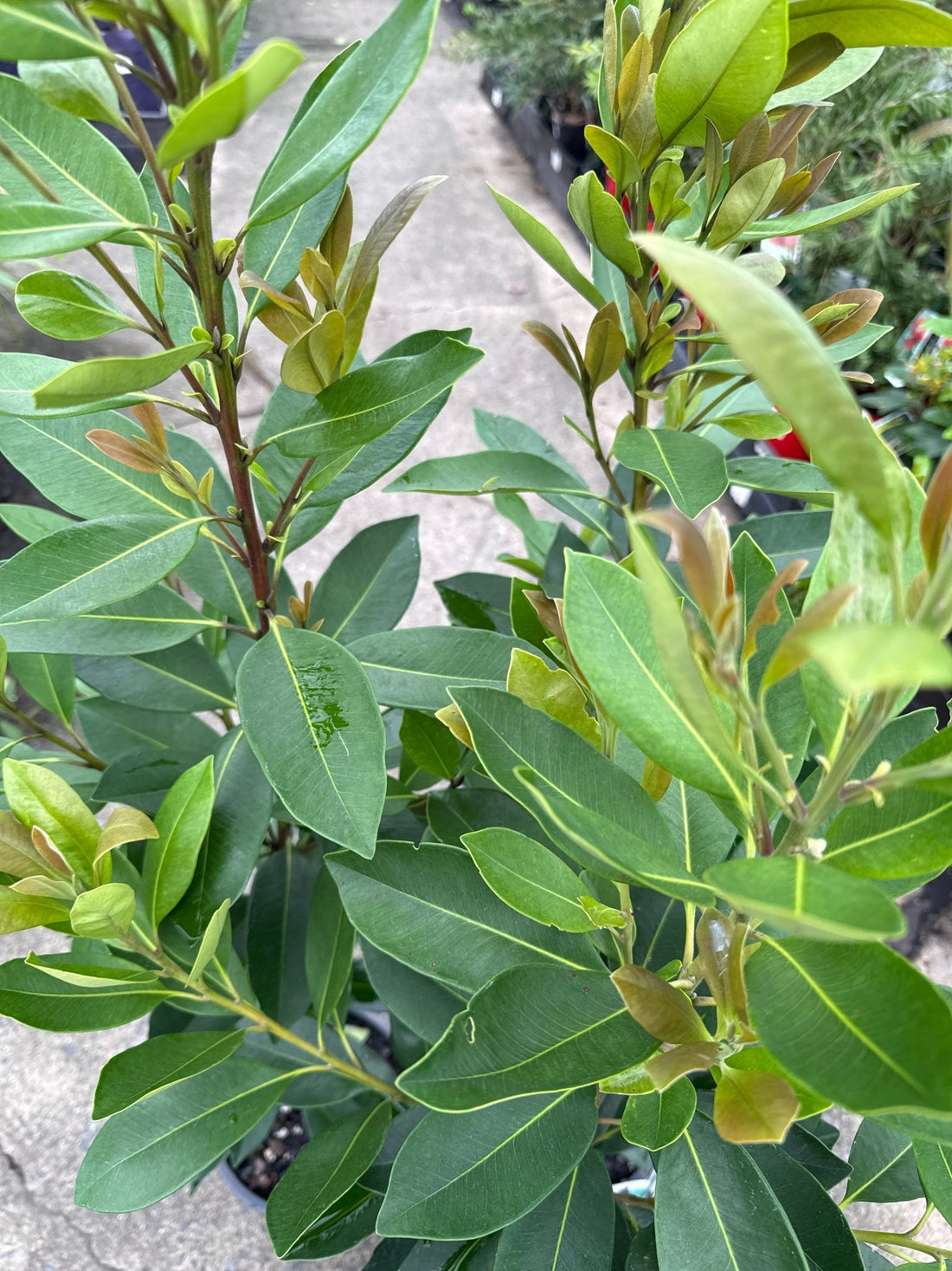 Water Gum LUSCIOUS® (Tristaniopsis laurina) - Ladybird Nursery