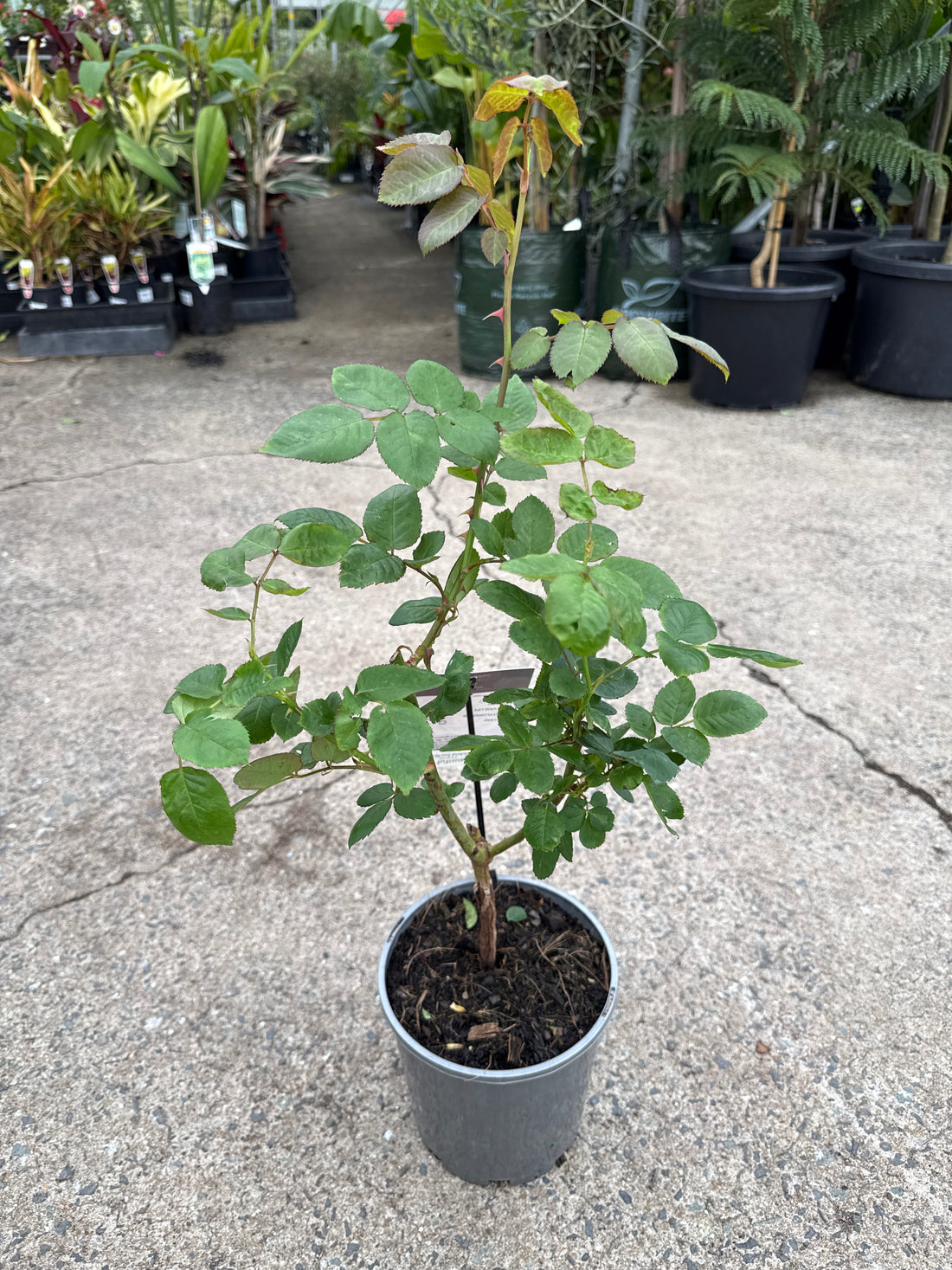 Rose 'Beautiful Girl'