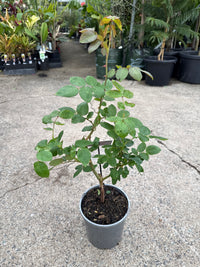 Rose 'Beautiful Girl'