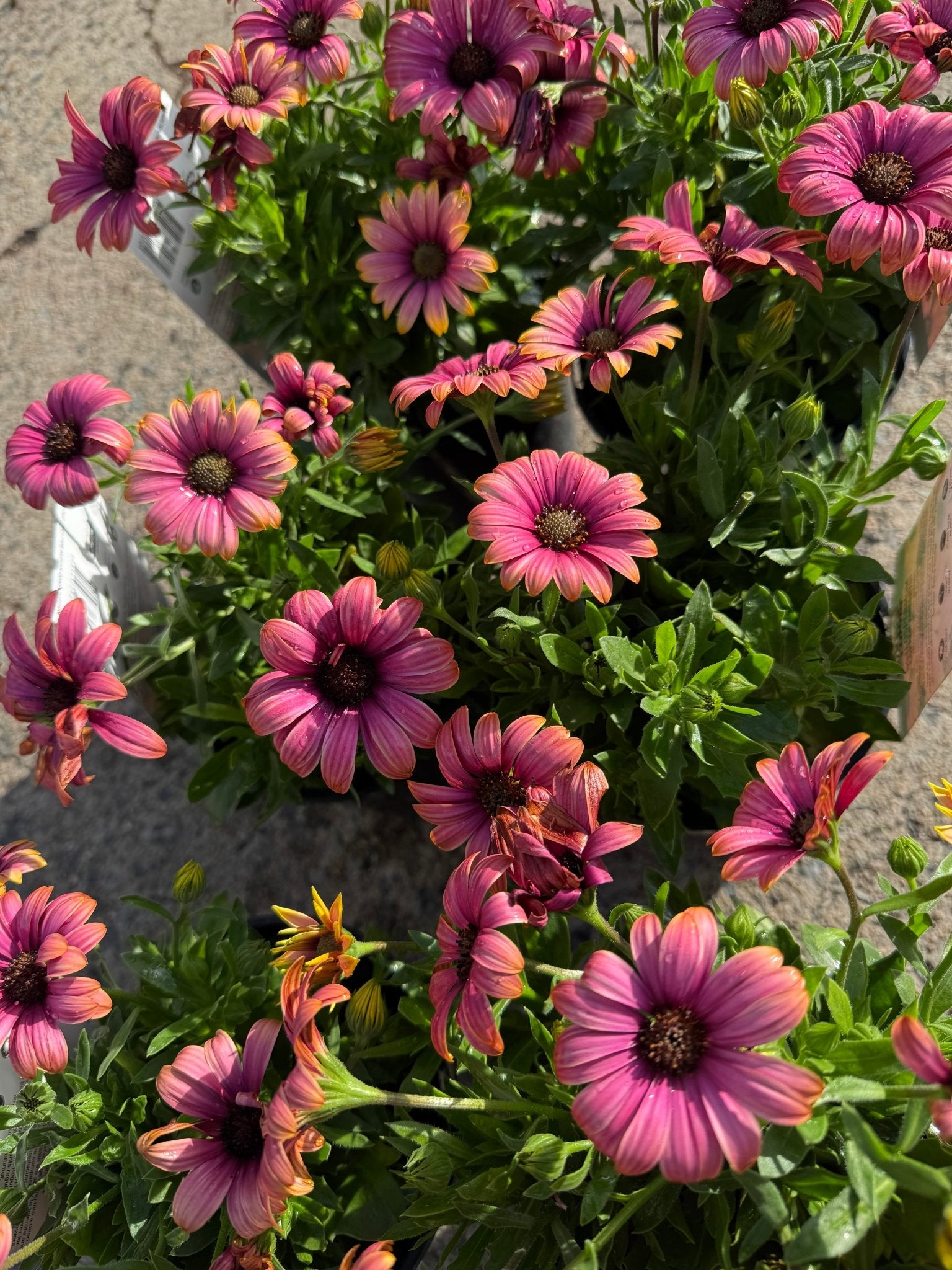 African Daisy 'Copper Amethyst' (Osteospermum) - Ladybird Nursery