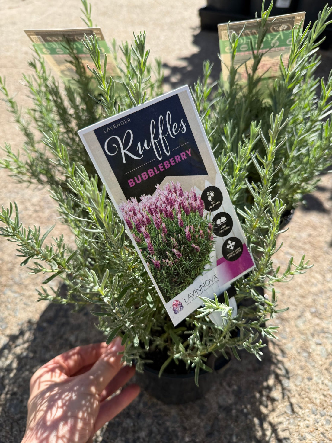 Lavender 'Bubbleberry Ruffles' (Lavandula pedunculata) - Ladybird Nursery