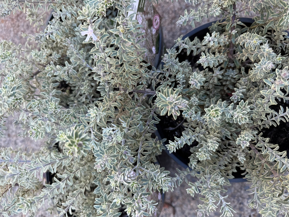Coastal Rosemary 'Smokey' (Westringia fruticosa) - Large - Ladybird Nursery