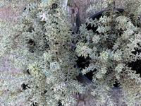 Coastal Rosemary 'Smokey' (Westringia fruticosa) - Large - Ladybird Nursery