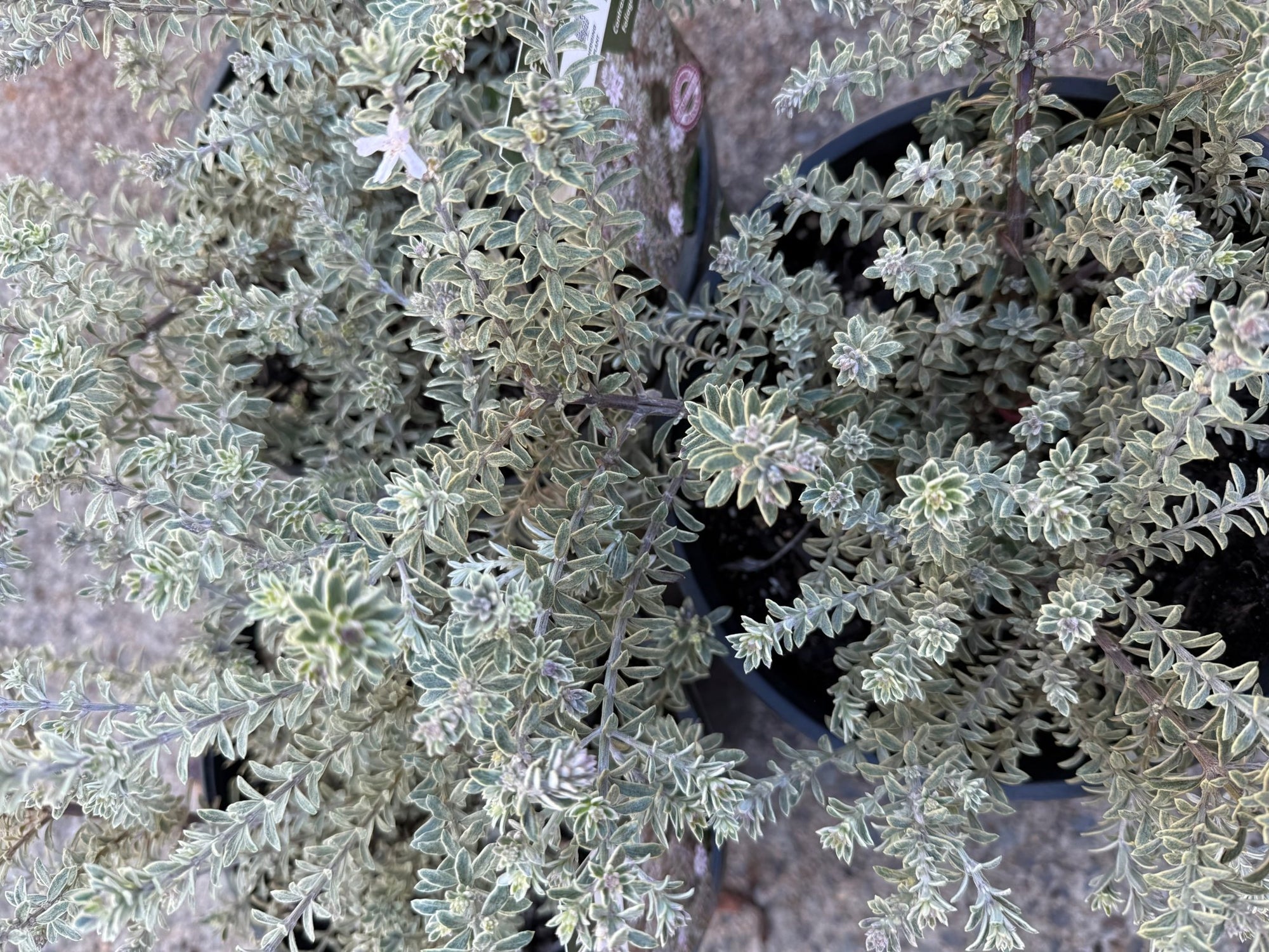 Coastal Rosemary 'Smokey' (Westringia fruticosa) - Large - Ladybird Nursery