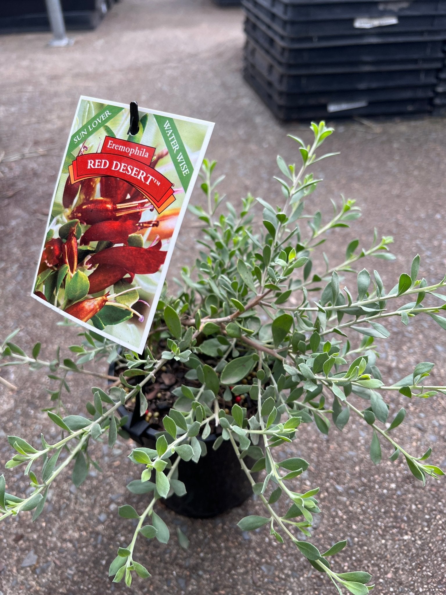 'Red Desert' Emu Bush x decipiens (Eremophila glabra) - Ladybird Nursery
