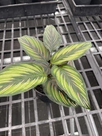 Calathea 'Beauty Star' - Ladybird Nursery