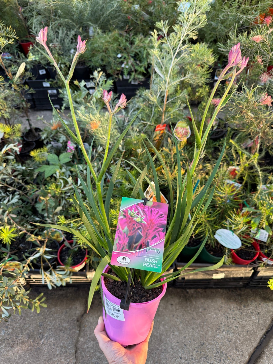 Kangaroo Paw 'Bush Pearl' (Anigozanthos) - Ladybird Nursery