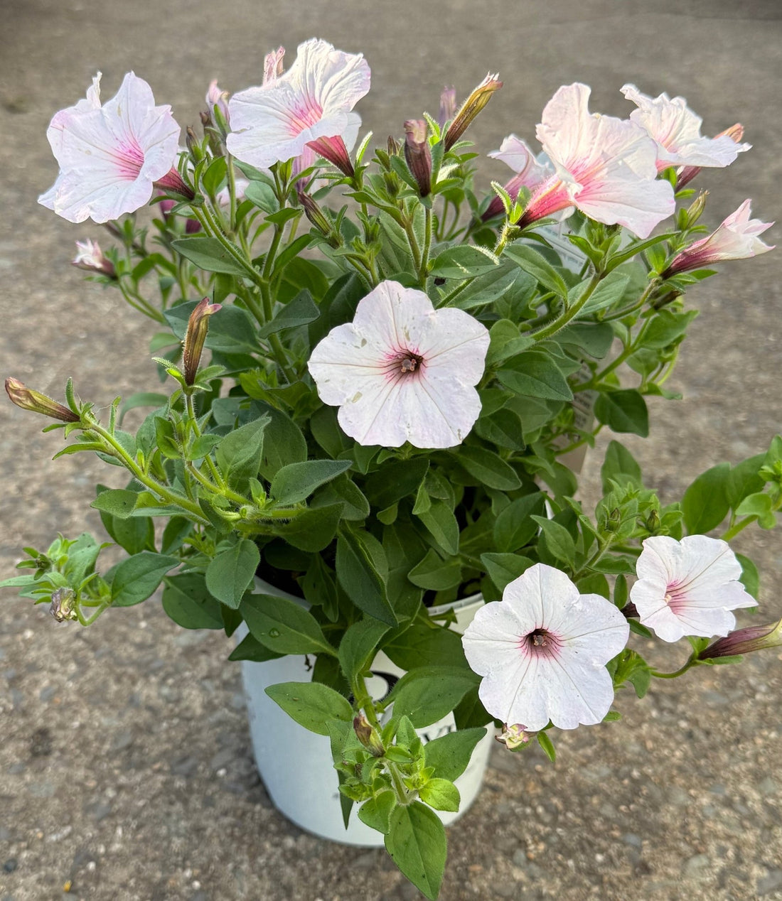Petunia Supertunia® Vista 'Silverberry' - Ladybird Nursery