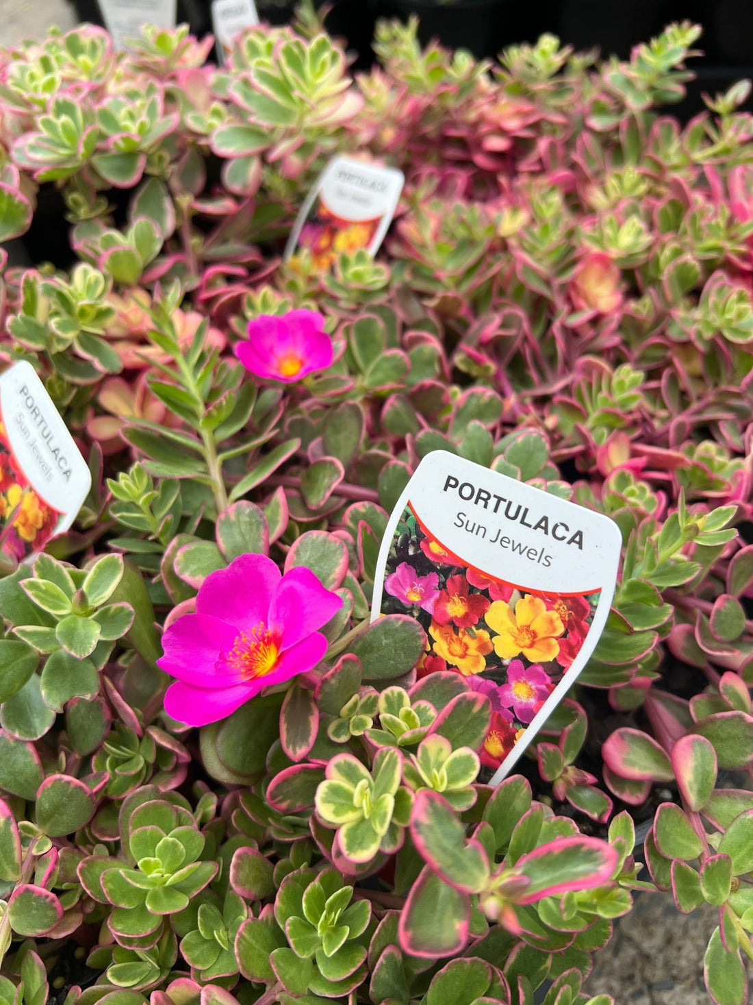 variegated portulaca succulent Portulaca Sun Jewels Variegated Plant – Buy Now! – Ladybird Nursery